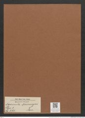 Navicula neumeyeri Jan. (de-Toni-Nr.: Genus 1, Species 390) Zeichnungen Sammlung Grunow Mappe 00355 (Herbarium_W_Grunow_drawings_Folder_00355)
